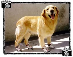 This is Air Bud in ten.. Animals - Dogs, Cats - 
